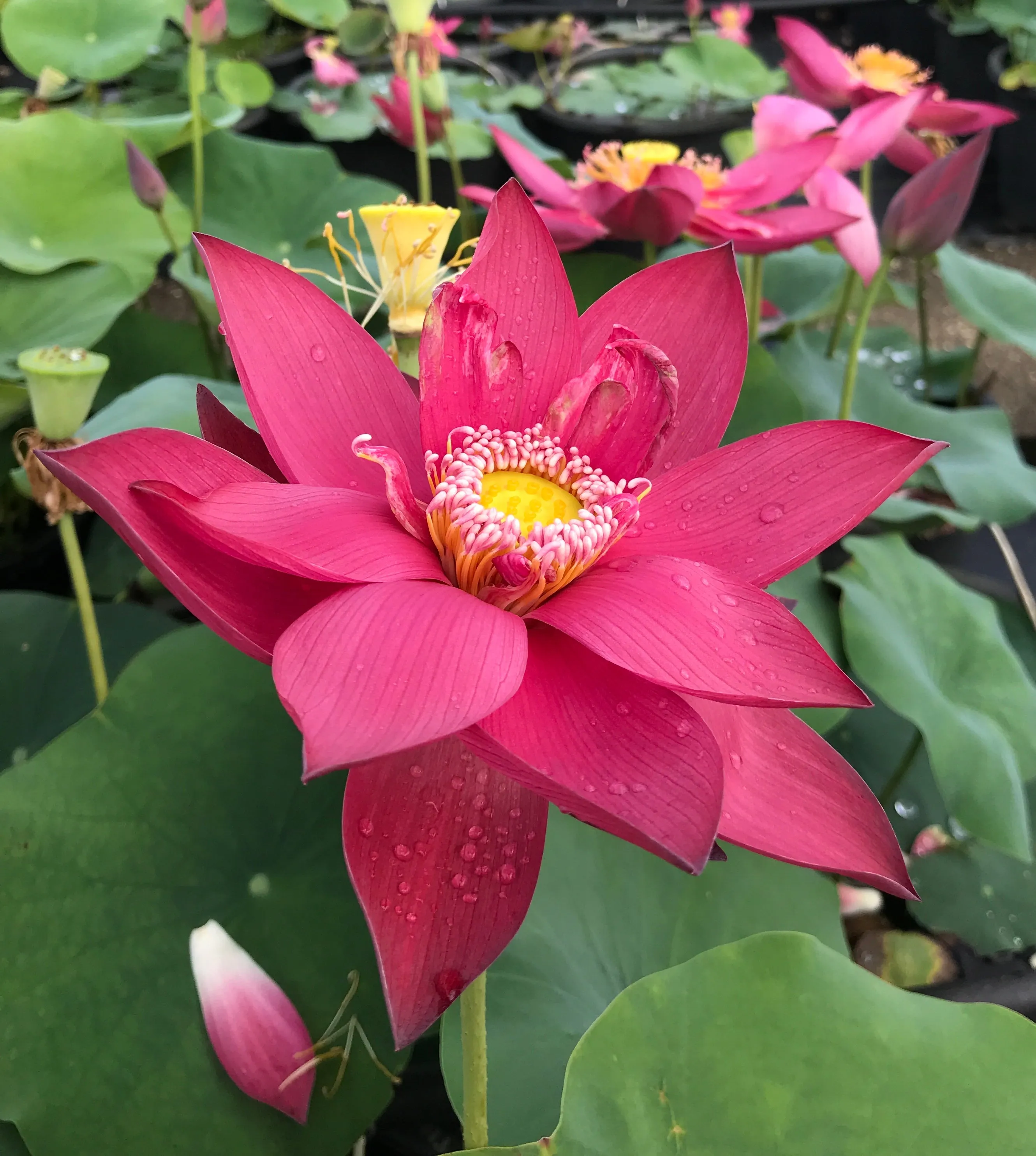 Ancient Capital New Beauty Lotus <br> Tall / Crimson-Red Blooms!