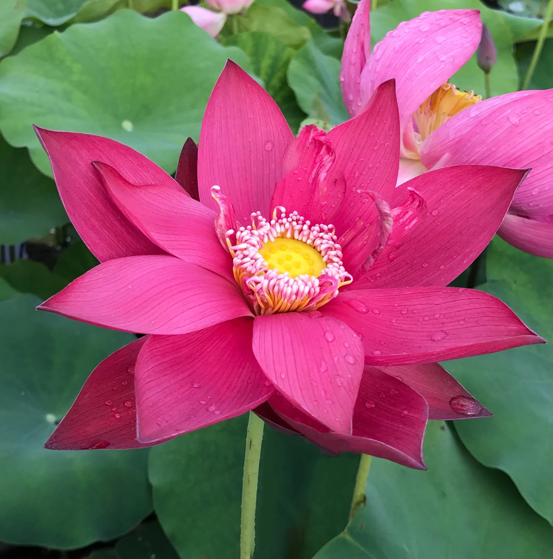 Ancient Capital New Beauty Lotus <br> Tall / Crimson-Red Blooms!