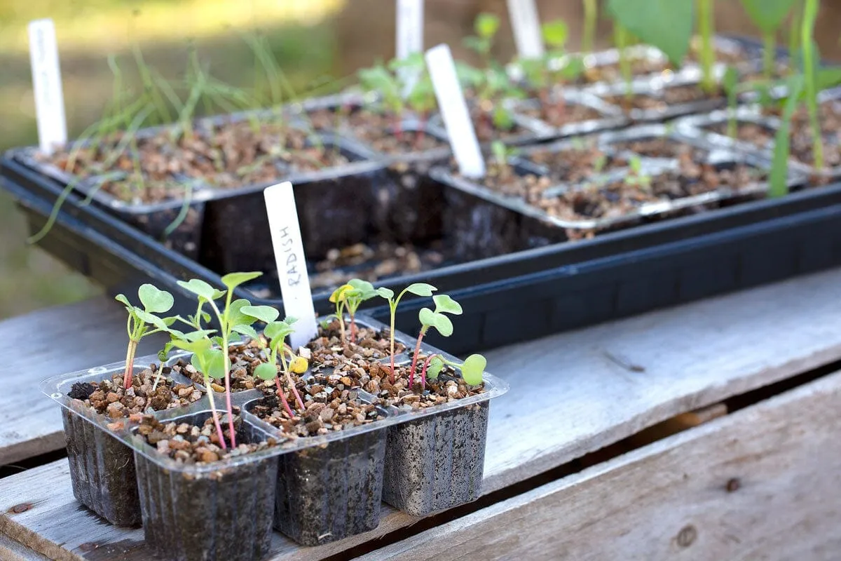 Aussie Gardener Vegetable Seedling Nursery Kit - Large