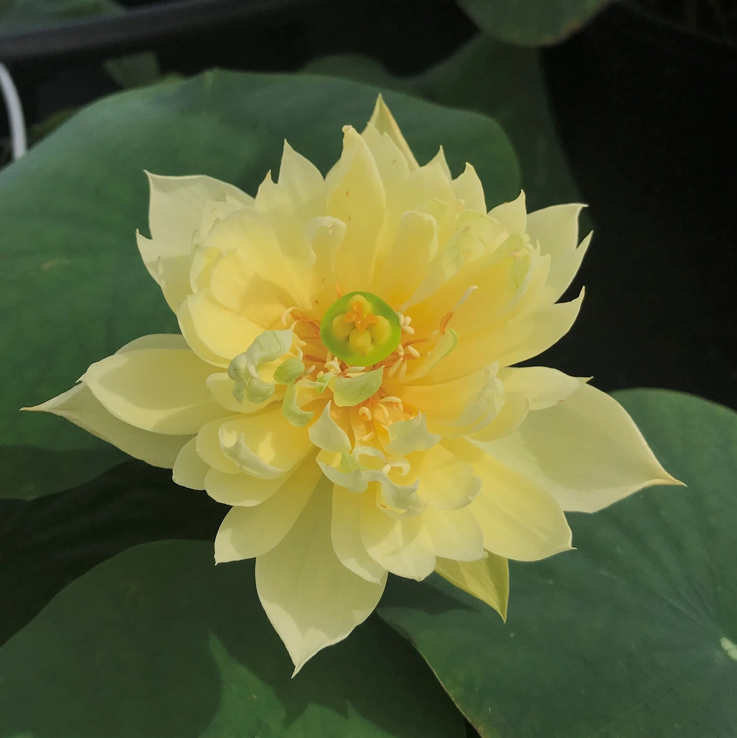 Autumn In Moling Lotus <br> Medium / Heavy Bloomer!