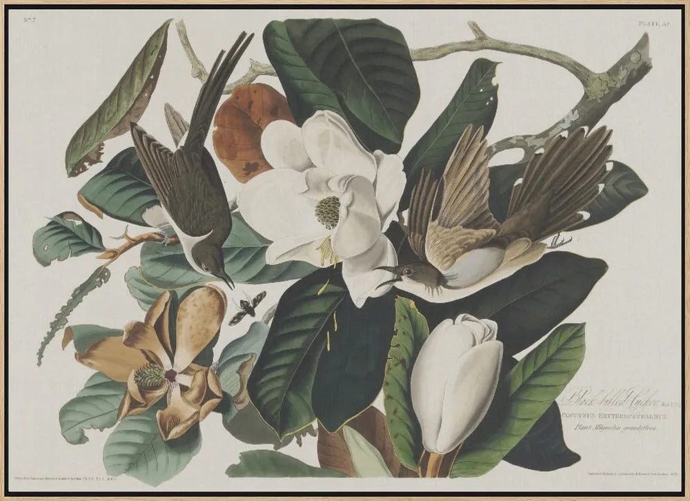 Black Billed Cuckoo From Birds of America (1827) - Stretched Canvas, Poster or Fine Art Print