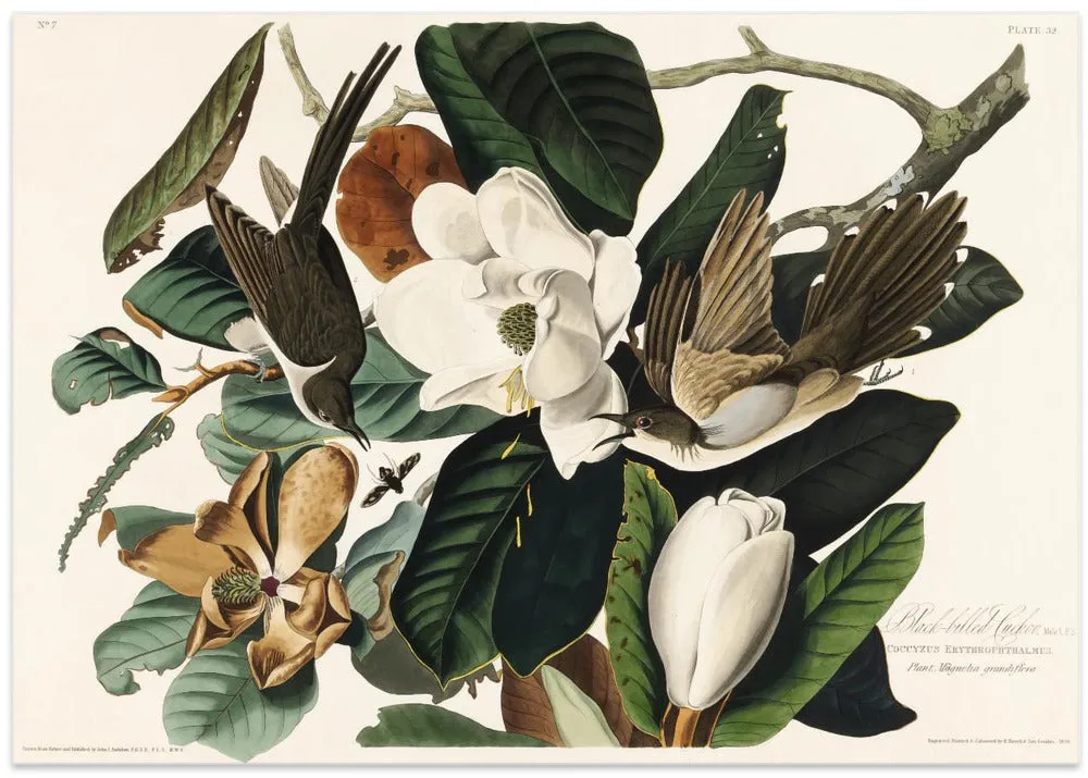 Black Billed Cuckoo From Birds of America (1827) - Stretched Canvas, Poster or Fine Art Print