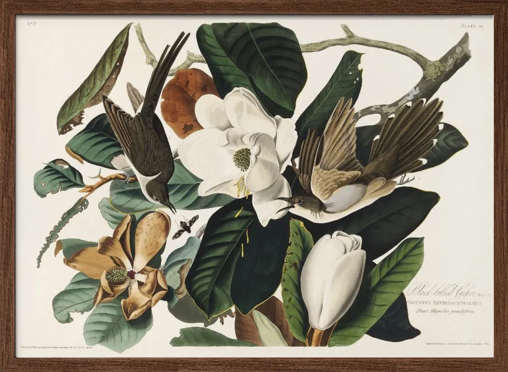 Black Billed Cuckoo From Birds of America (1827) - Stretched Canvas, Poster or Fine Art Print