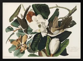 Black Billed Cuckoo From Birds of America (1827) - Stretched Canvas, Poster or Fine Art Print