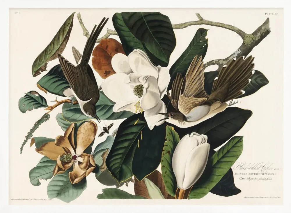 Black Billed Cuckoo From Birds of America (1827) - Stretched Canvas, Poster or Fine Art Print