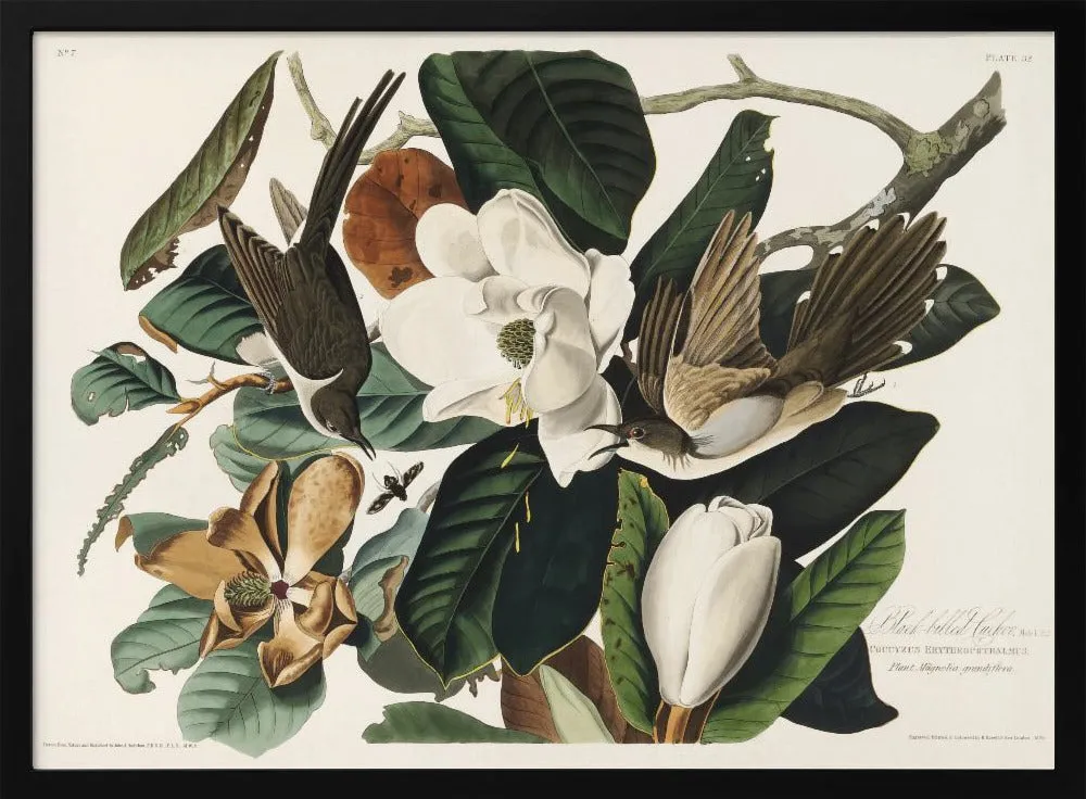 Black Billed Cuckoo From Birds of America (1827) - Stretched Canvas, Poster or Fine Art Print