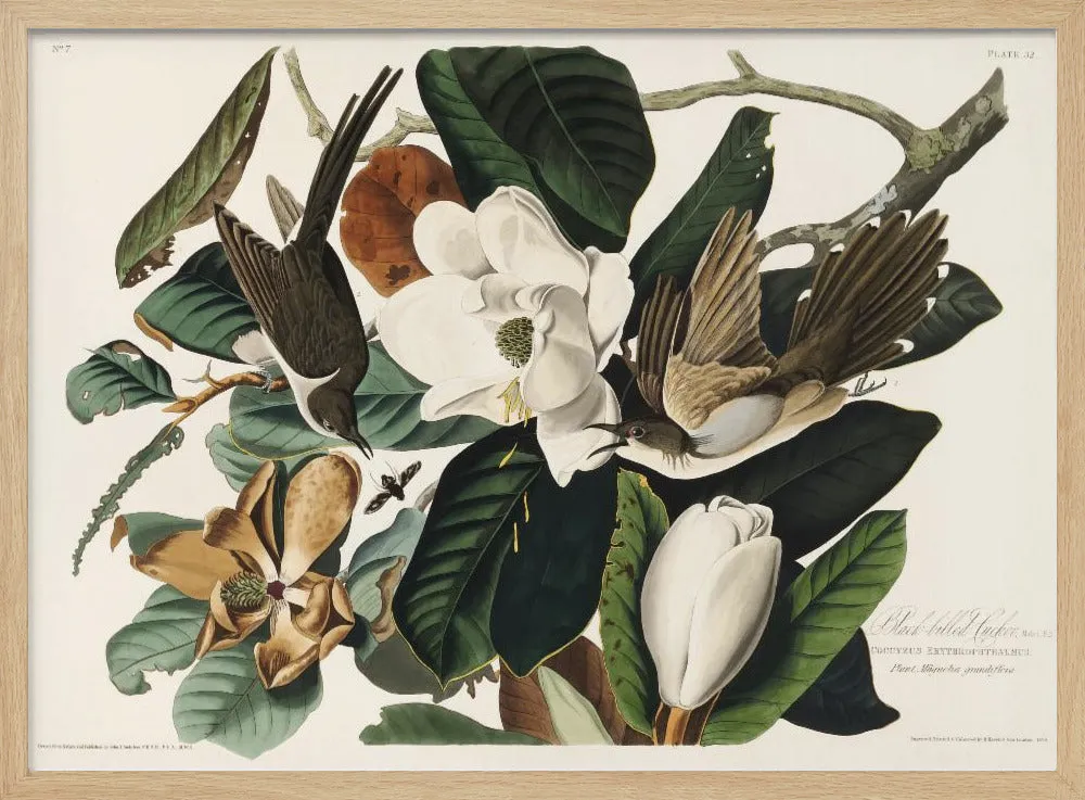 Black Billed Cuckoo From Birds of America (1827) - Stretched Canvas, Poster or Fine Art Print