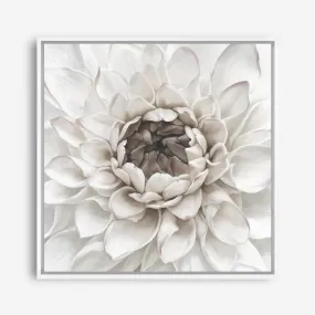 Divine Dahlia III (Square) Canvas Print