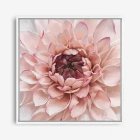 Divine Dahlia (Square) Canvas Print