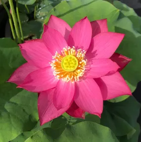 East Lake Pink Lotus <br> Tall / One of our very best bloomers!