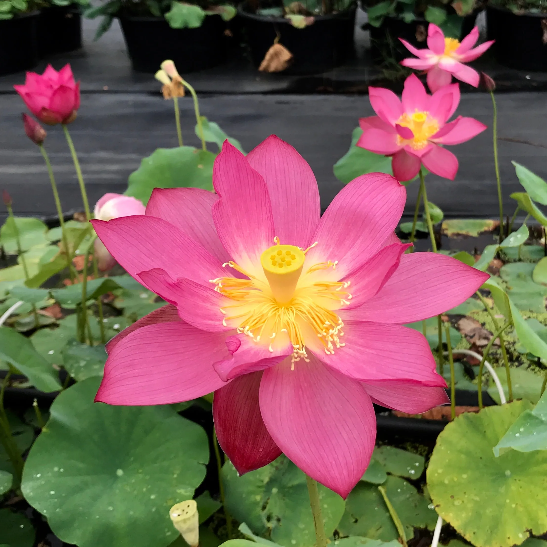 East Lake Pink Lotus <br> Tall / One of our very best bloomers!