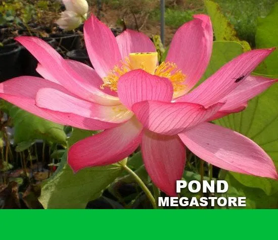 East Lake Pink Lotus <br> Tall / One of our very best bloomers!