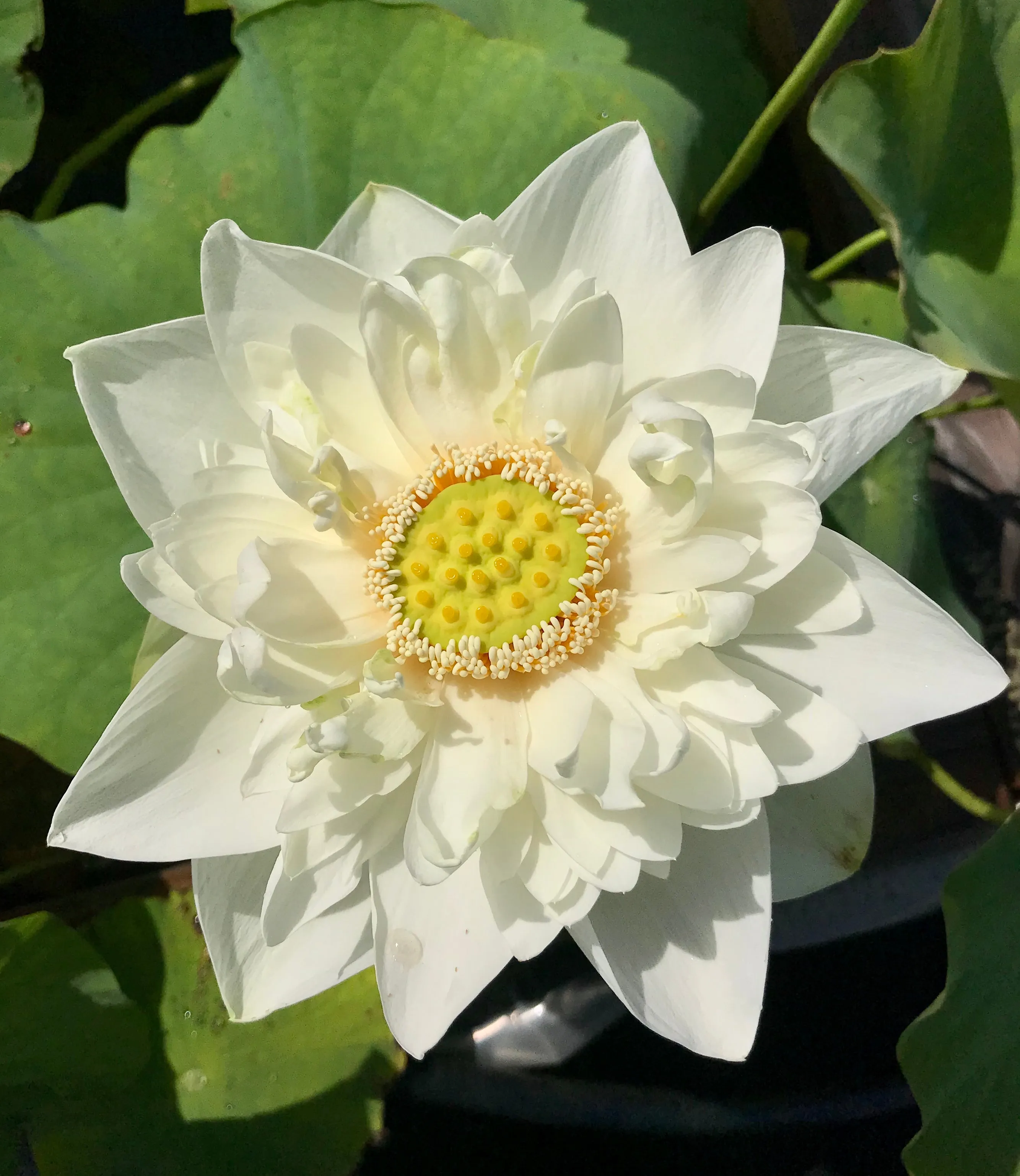 Shiroman Lotus  <br>  Heavenly, multi-petal flowers!